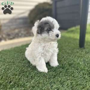Scout, Mini Sheepadoodle Puppy