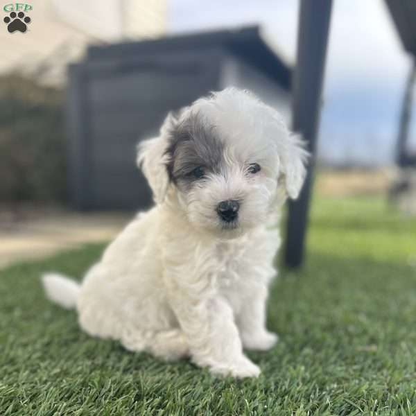 Scout, Mini Sheepadoodle Puppy