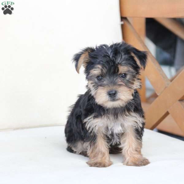 Rosie, Yorkie Puppy