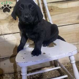 Richard, Labrador Mix Puppy