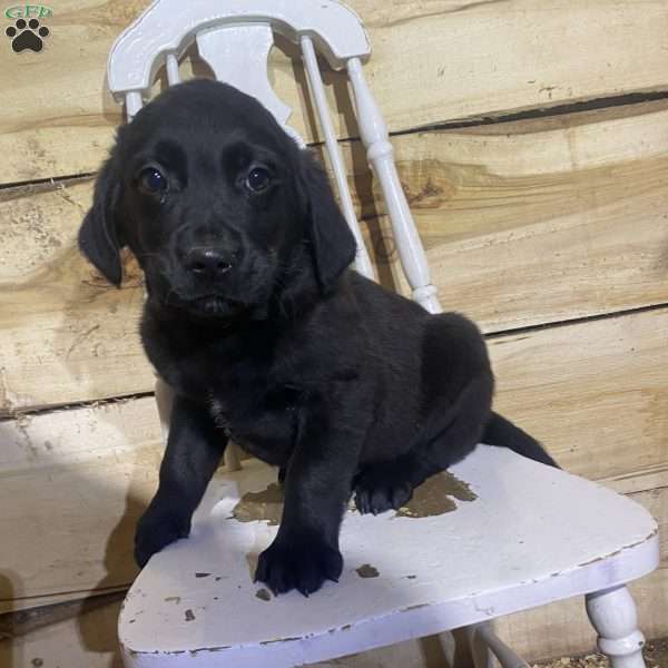 Richard, Labrador Mix Puppy