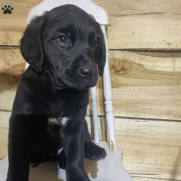 Randy, Labrador Mix Puppy
