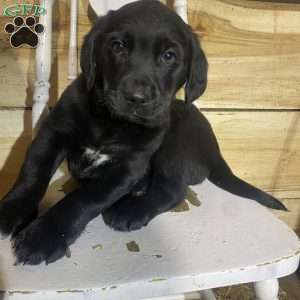 Randy, Labrador Mix Puppy