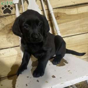 Roxy, Labrador Mix Puppy