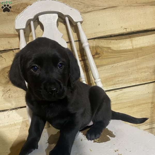 Roxy, Labrador Mix Puppy