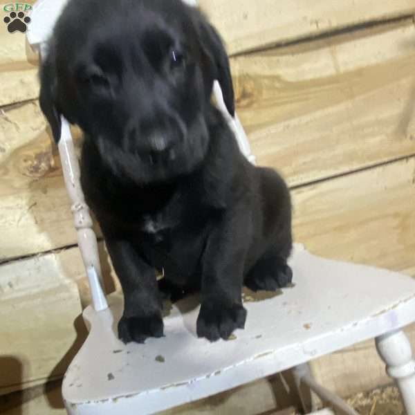 Rosy, Labrador Mix Puppy
