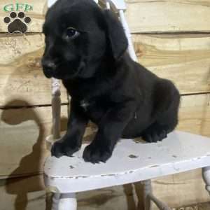 Rosy, Labrador Mix Puppy