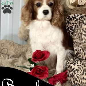 Mistletoe, Cavalier King Charles Spaniel Puppy