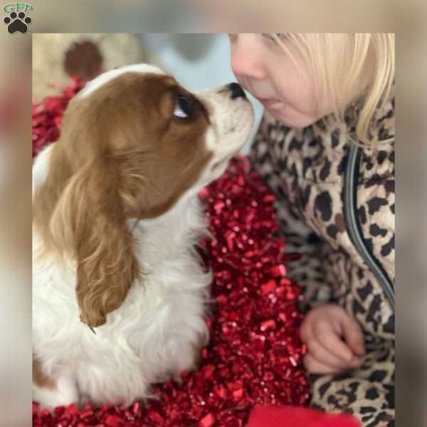 BonBon, Cavalier King Charles Spaniel Puppy
