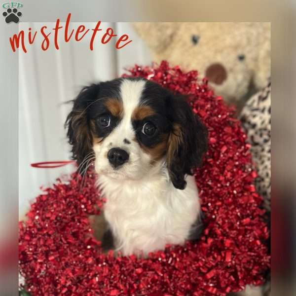 Mistletoe, Cavalier King Charles Spaniel Puppy