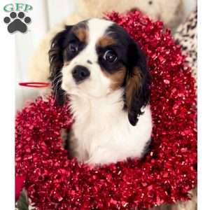 Mistletoe, Cavalier King Charles Spaniel Puppy