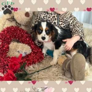 Mistletoe, Cavalier King Charles Spaniel Puppy