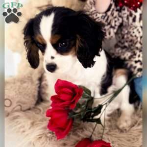 Mistletoe, Cavalier King Charles Spaniel Puppy