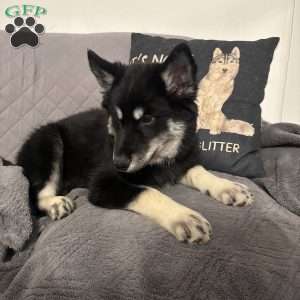 Winter, Siberian Husky Puppy