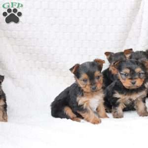 Jasper, Yorkie Puppy