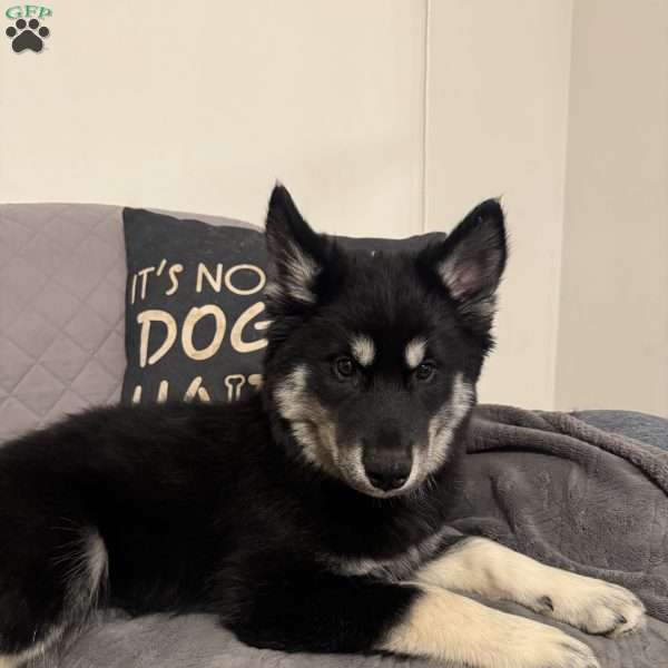 Winter, Siberian Husky Puppy