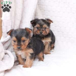 Millie, Yorkie Puppy