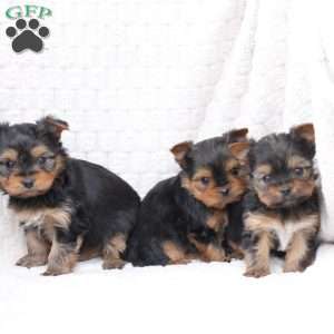 Millie, Yorkie Puppy