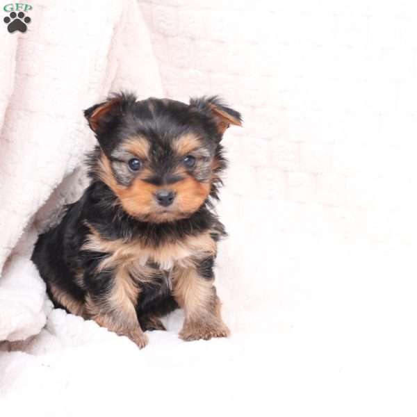 Ruby, Yorkie Puppy