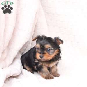 Ruby, Yorkie Puppy