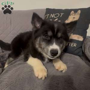Apple, Siberian Husky Puppy