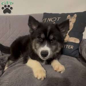 Apple, Siberian Husky Puppy