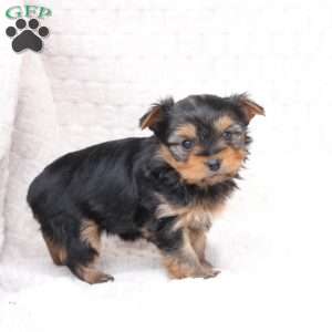 Ruby, Yorkie Puppy