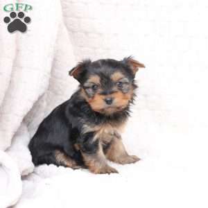 Ruby, Yorkie Puppy