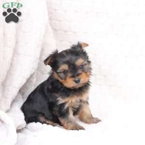 Ruby, Yorkie Puppy