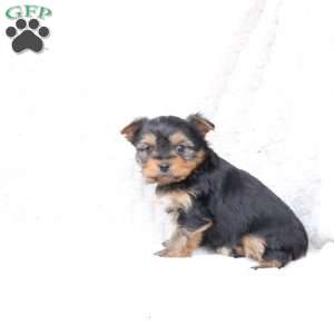Ruby, Yorkie Puppy