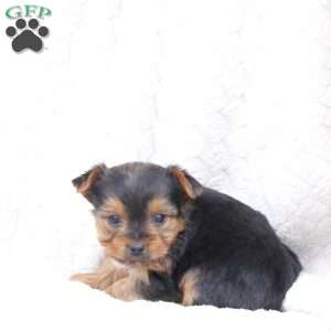 Ruby, Yorkie Puppy