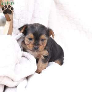 Ruby, Yorkie Puppy