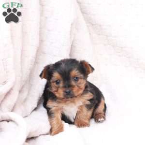 Ruby, Yorkie Puppy