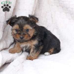 Millie, Yorkie Puppy