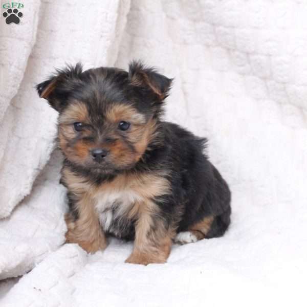 Millie, Yorkie Puppy