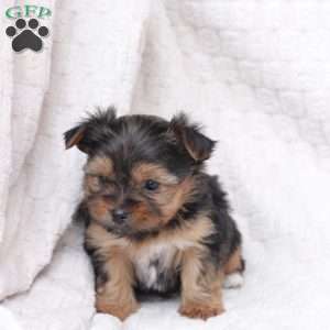 Millie, Yorkie Puppy