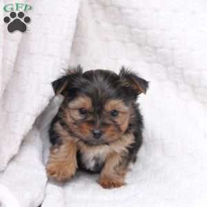 Millie, Yorkie Puppy