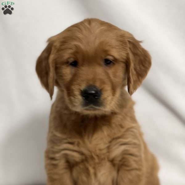 Rachel, Golden Retriever Puppy