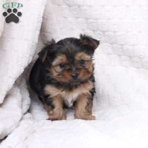 Benny, Yorkie Puppy