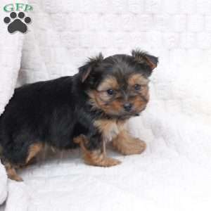 Millie, Yorkie Puppy