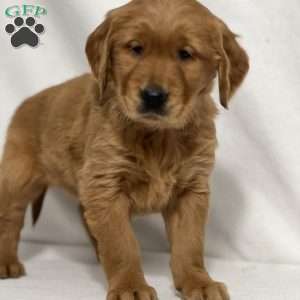 Rachel, Golden Retriever Puppy
