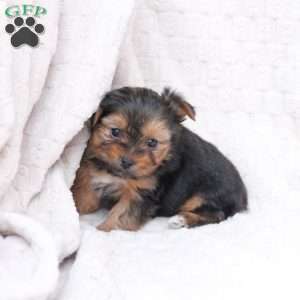 Benny, Yorkie Puppy