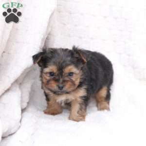 Millie, Yorkie Puppy