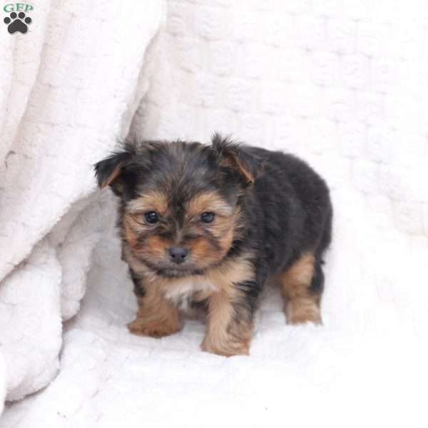 Benny, Yorkie Puppy