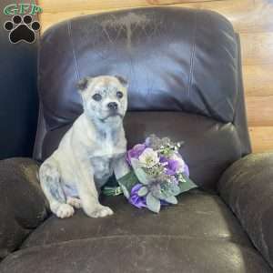 Beauty, Siberian Husky Mix Puppy