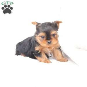 Jasper, Yorkie Puppy