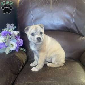 Beauty, Siberian Husky Mix Puppy
