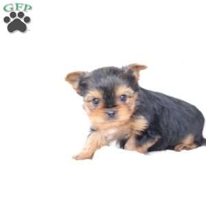 Jasper, Yorkie Puppy