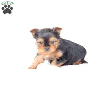 Jasper, Yorkie Puppy