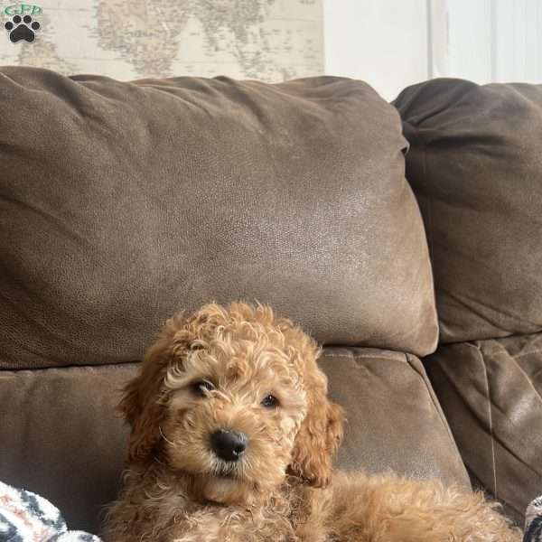 Rory, Irish Doodle Puppy